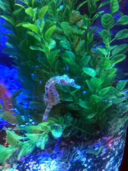 Seahorse at Sea Life Aquarium